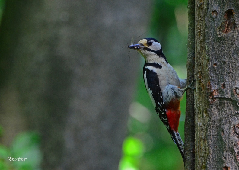 Buntspecht _Dendrocopos major_.jpg